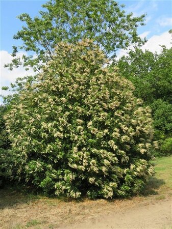 Prunus lusitanica 'Angustifolia' geen maat specificatie 0,55L/P9cm