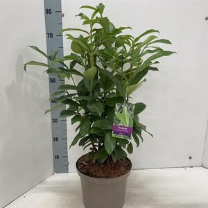 Prunus l. Genolia 50-60 cm cont. 5,0L