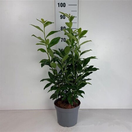 Prunus l. Genolia 50-60 cm cont. 5,0L