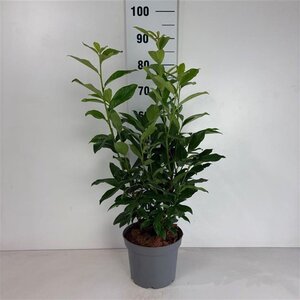 Prunus l. Genolia 50-60 cm cont. 5,0L