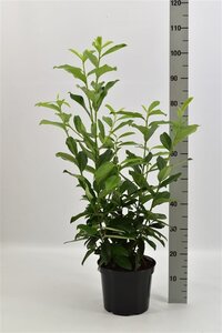 Prunus l. Genolia 60-80 cm cont. 5,0L - afbeelding 3