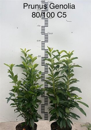 Prunus l. Genolia 80-100 cm cont. 5,0L - afbeelding 1