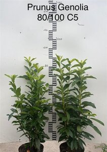 Prunus l. Genolia 80-100 cm cont. 5,0L - afbeelding 1