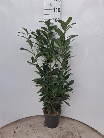 Prunus l. Genolia 80-100 cm cont. 5,0L - afbeelding 3