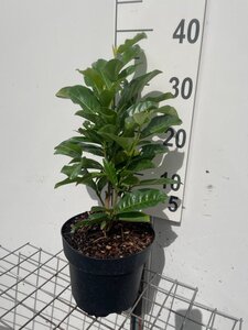 Prunus l. Genolia geen maat specificatie cont. 3,0L - afbeelding 2