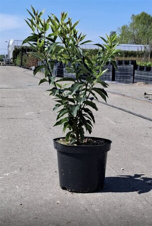 Prunus lusitanica 40-60 cm cont. 3,0L