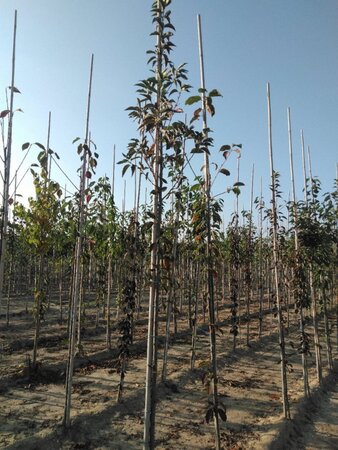 Prunus 'Umineko' 8-10 Hoogstam wortelgoed - afbeelding 2