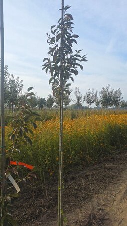 Prunus 'Umineko' 8-10 Hoogstam wortelgoed - afbeelding 1