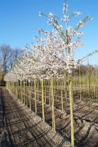 Prunus yedoensis 12-14 Hoogstam draadkluit 2 X verplant - afbeelding 1