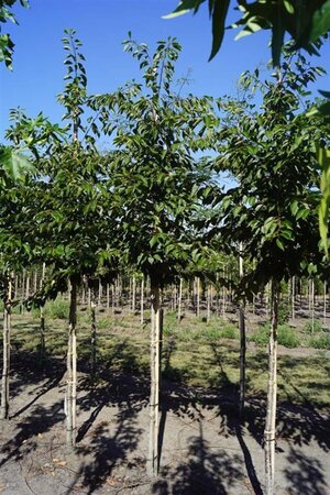 Prunus yedoensis 12-14 Hoogstam draadkluit 2 X verplant - afbeelding 2