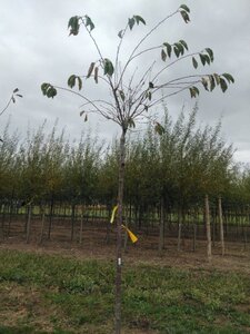 Prunus yedoensis 12-14 Hoogstam wortelgoed 2 X verplant