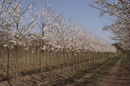 Prunus yedoensis 16-18 Hoogstam draadkluit 3 X verplant - afbeelding 1
