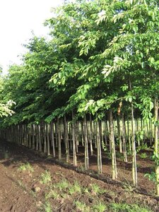 Prunus yedoensis 16-18 Hoogstam draadkluit 3 X verplant - afbeelding 2