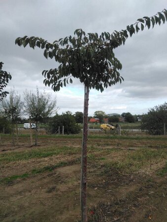 Prunus yedoensis 16-18 Hoogstam wortelgoed 3 X verplant