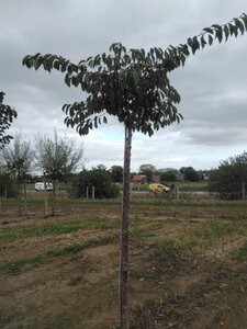 Prunus yedoensis 16-18 Hoogstam wortelgoed 3 X verplant