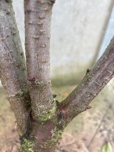Prunus yedoensis 200-250 cm WRB multi-stem - image 2