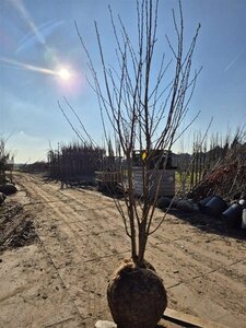 Prunus yedoensis 250-300 cm container meerstammig