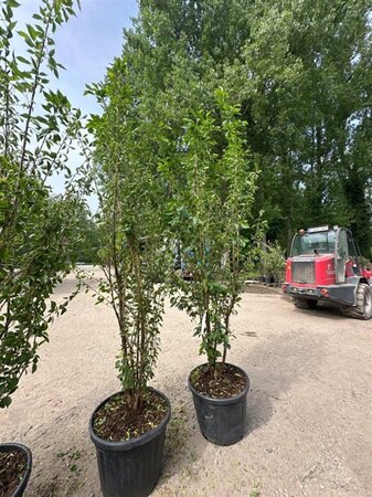 Prunus yedoensis 250-300 cm container meerstammig - afbeelding 2