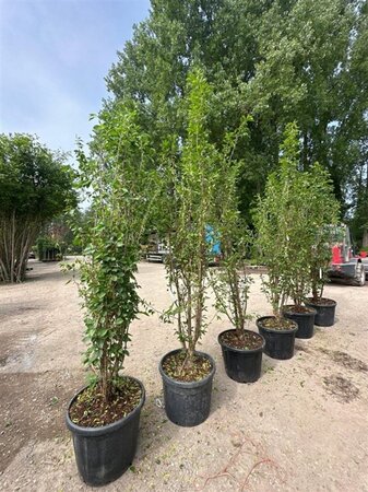 Prunus yedoensis 250-300 cm container meerstammig - afbeelding 3