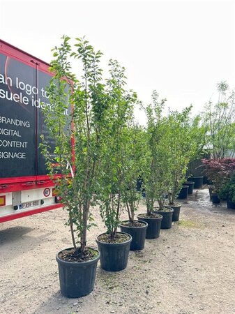 Prunus yedoensis 250-300 cm container meerstammig - afbeelding 4