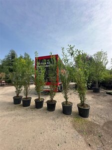 Prunus yedoensis 250-300 cm container meerstammig - afbeelding 5