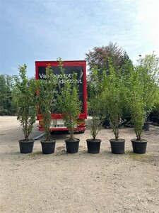 Prunus yedoensis 250-300 cm container meerstammig - afbeelding 6