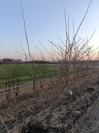 Prunus yedoensis 250-300 cm draadkluit meerstammig