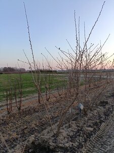 Prunus yedoensis 250-300 cm draadkluit meerstammig