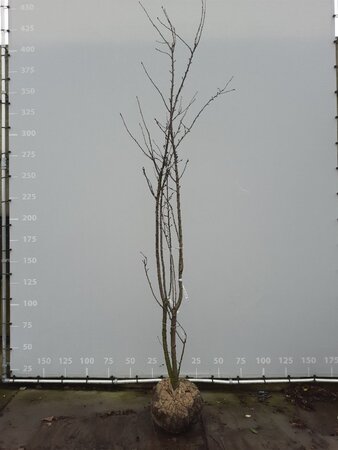 Prunus yedoensis 300-350 cm draadkluit meerstammig