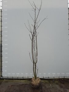 Prunus yedoensis 300-350 cm draadkluit meerstammig