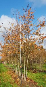 Prunus yedoensis 450-500 cm draadkluit meerstammig