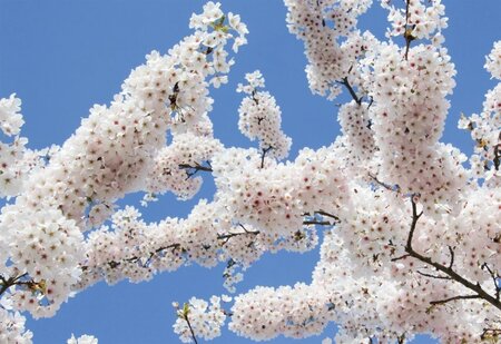 Prunus yedoensis 60-80 cm wortelgoed struik - afbeelding 1