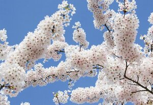 Prunus yedoensis 60-80 cm wortelgoed struik - afbeelding 1