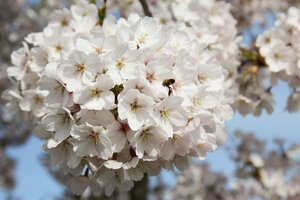 Prunus yedoensis 60-80 cm wortelgoed struik - afbeelding 11