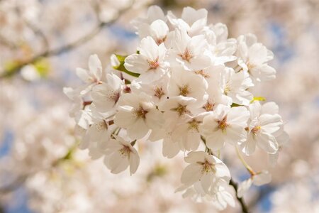 Prunus yedoensis 60-80 cm wortelgoed struik - afbeelding 10