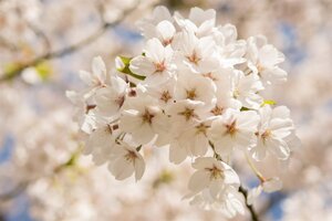 Prunus yedoensis 60-80 cm wortelgoed struik - afbeelding 10