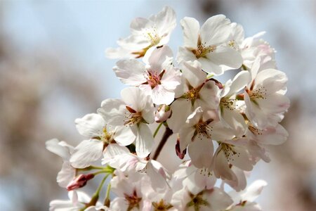 Prunus yedoensis 60-80 cm wortelgoed struik - afbeelding 9