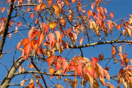 Prunus yedoensis 60-80 cm wortelgoed struik - afbeelding 8