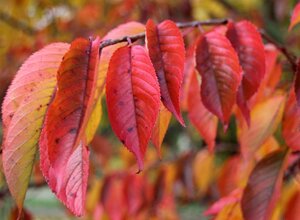 Prunus yedoensis 60-80 cm wortelgoed struik - afbeelding 6