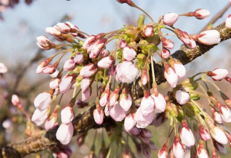 Prunus yedoensis 60-80 cm wortelgoed struik - afbeelding 4