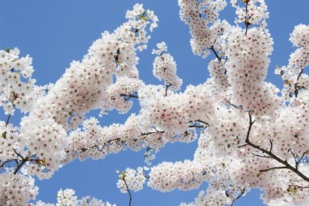 Prunus yedoensis 60-80 cm wortelgoed struik - afbeelding 3