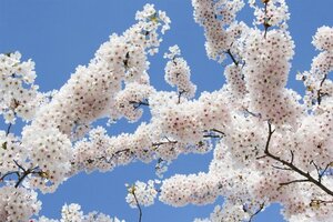 Prunus yedoensis 60-80 cm wortelgoed struik - afbeelding 3