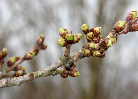Prunus yedoensis 60-80 cm wortelgoed struik - afbeelding 2