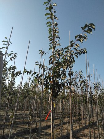 Prunus yedoensis 8-10 Hoogstam wortelgoed