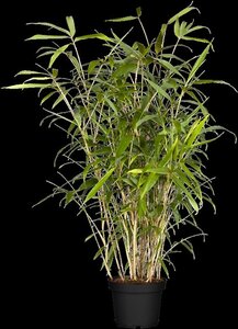 Pseudosasa japonica 80-100 cm cont. 10L - afbeelding 2