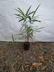 Pseudosasa japonica 'Tsutsumiana' 20-30 cm cont. 1L
