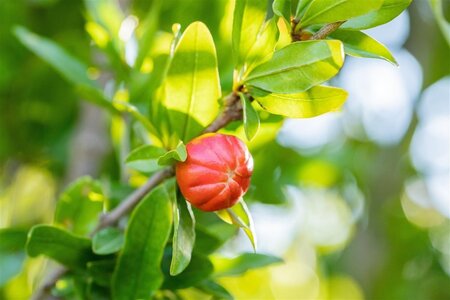 Punica granatum 14-16 Hoogstam cont. 50L - afbeelding 1
