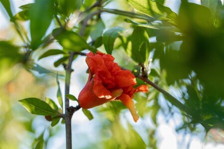 Punica granatum 14-16 Hoogstam cont. 50L - afbeelding 3