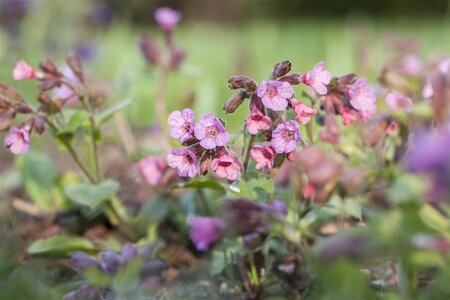Pulmonaria officinalis geen maat specificatie 0,55L/P9cm - afbeelding 2