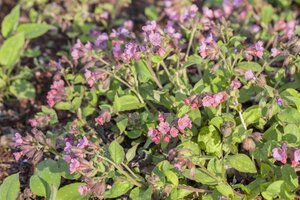 Pulmonaria officinalis geen maat specificatie 0,55L/P9cm - afbeelding 3
